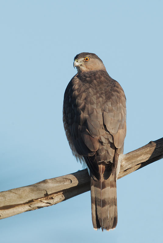 Coopers Hawk