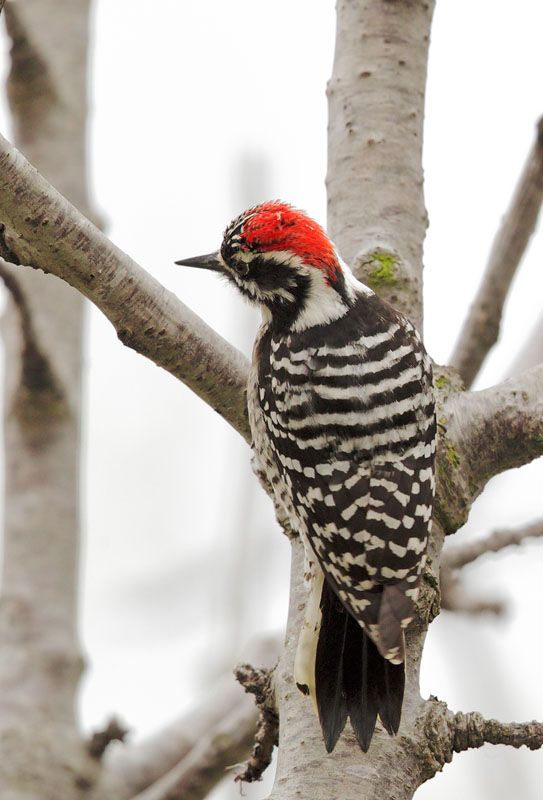 Nuttalls Woodpecker, male