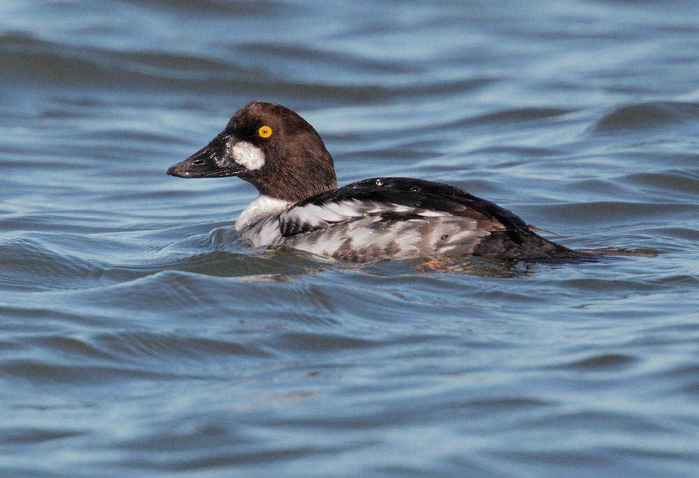 Common Goldeneye, first-cycle male