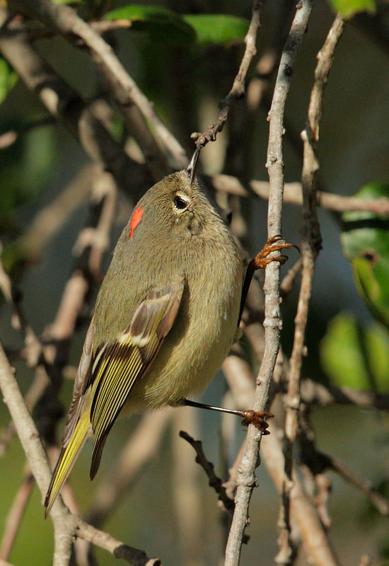 Ruby-crowned Kinglet