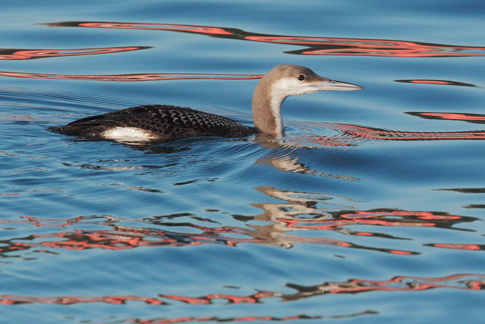 Arctic Loon