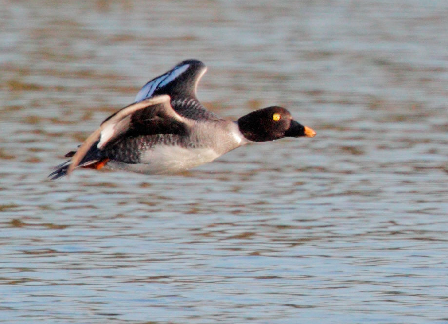 Common Goldeneye, female flying