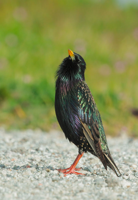 European Starling