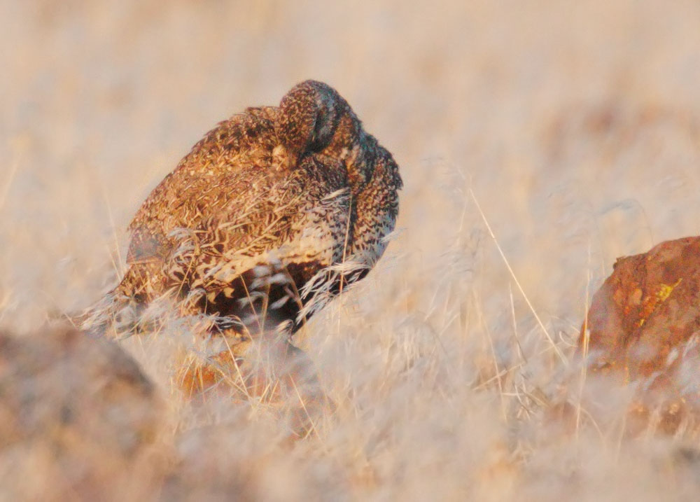 Greater Sage Grouse, female