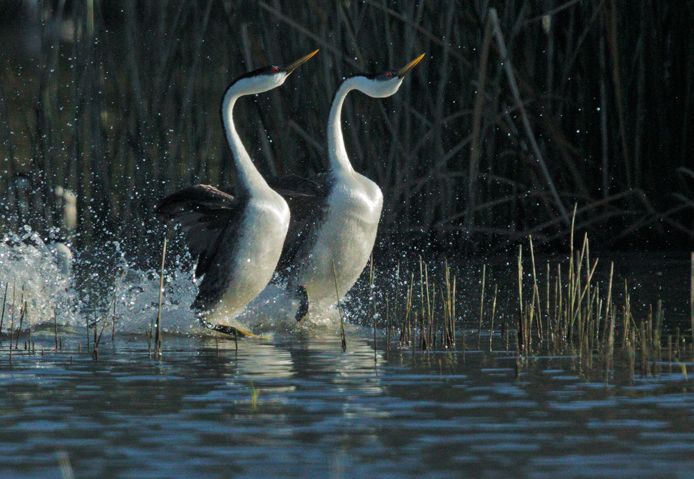 Western Grebes, courting display