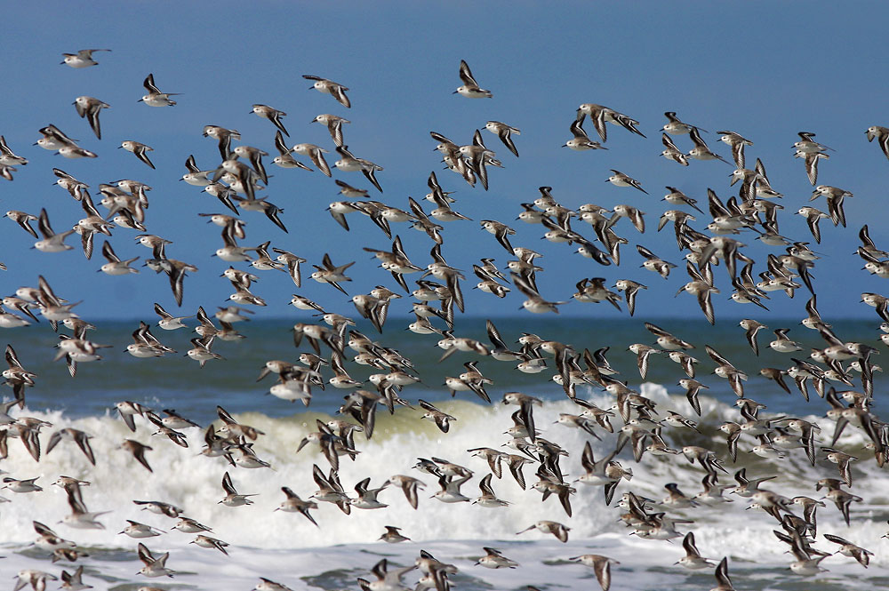 Sanderlings