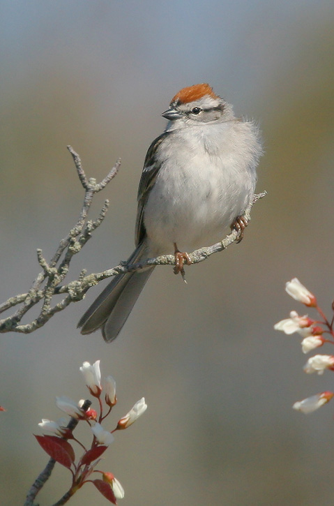 Chipping Sparrow, male