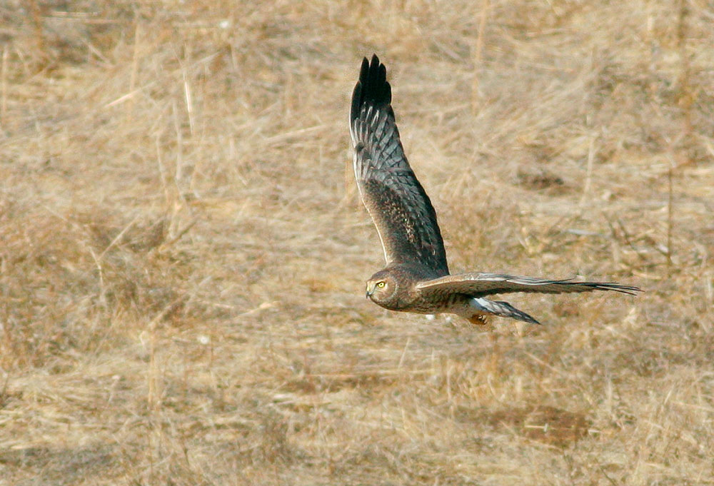 Northern Harrier, male