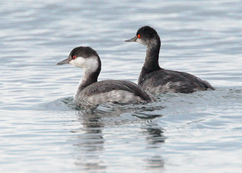 Horned Grebe and Eared Grebe