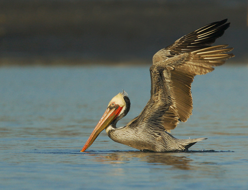 Brown Pelican, breeding plumage