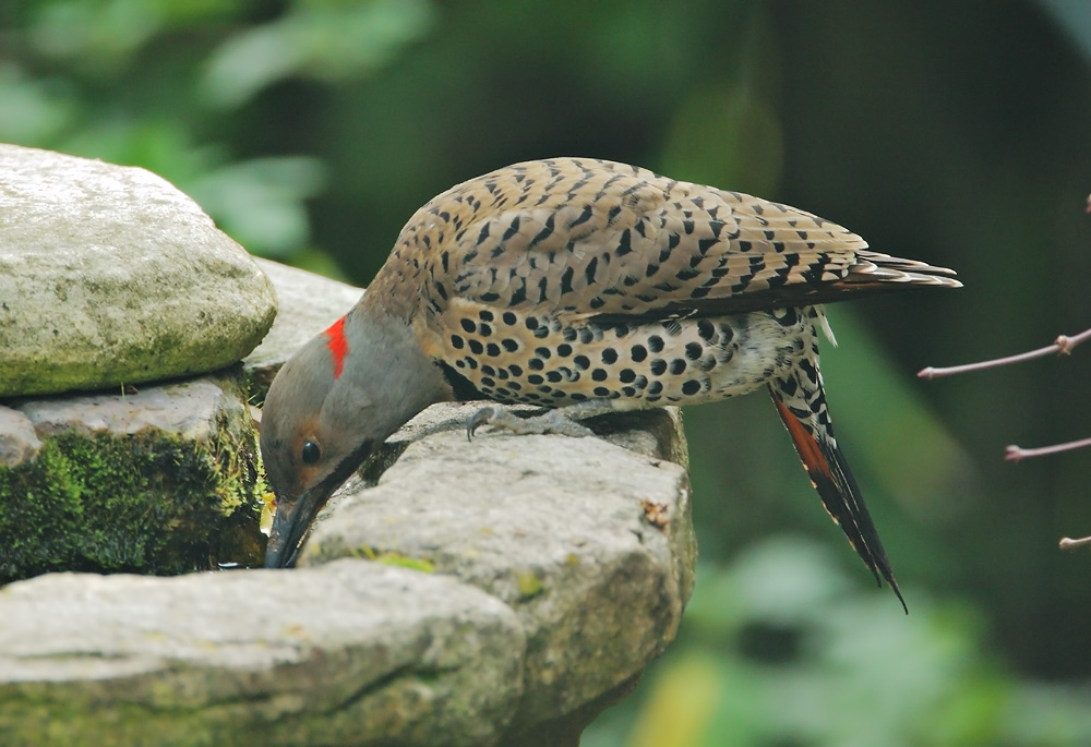 Northern Flicker, male intergrade
