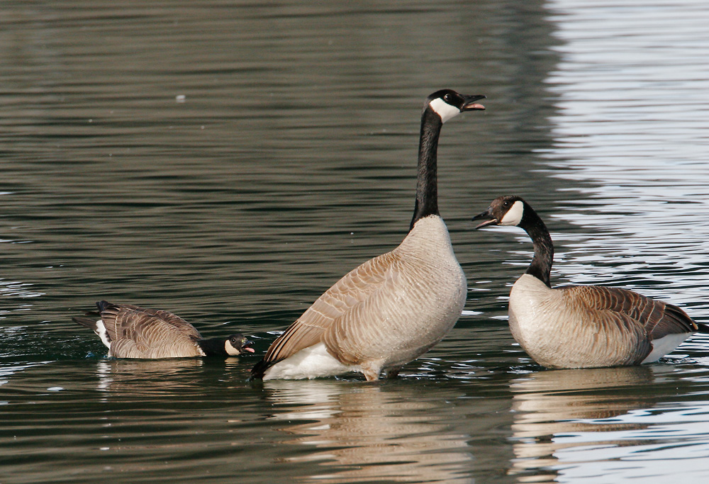 Cackling Goose with Canadas