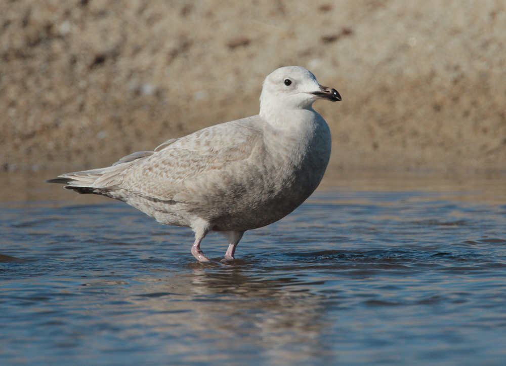 Glaucous-winged Gull, first winter