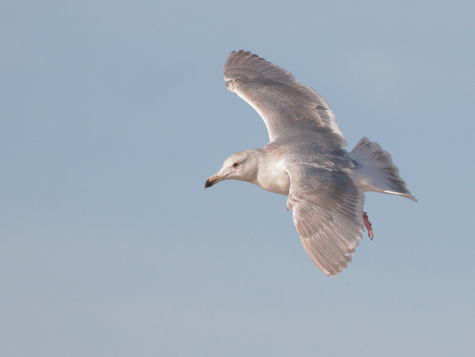 Glaucous-winged Gull, third winter