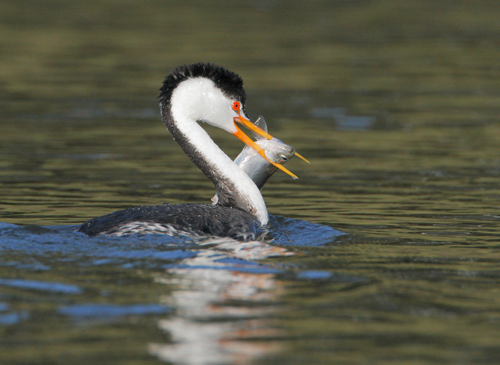Clarks Grebe, with fish