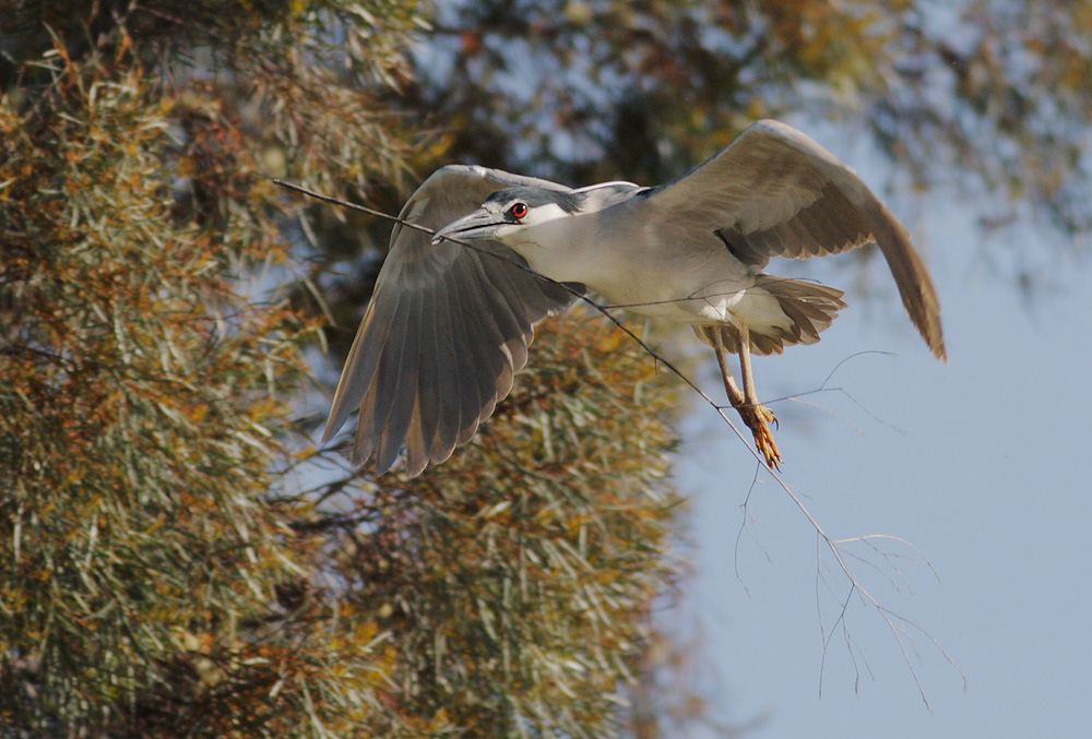 Black-crowned Night-Heron, carrying nesting material