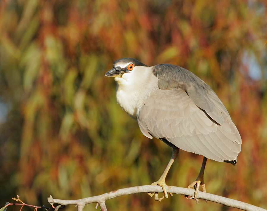 Black-crowned Night-Heron, second summer