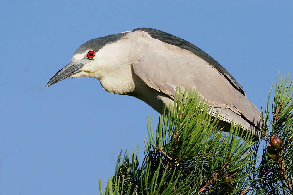 Black-crowned Night-Heron