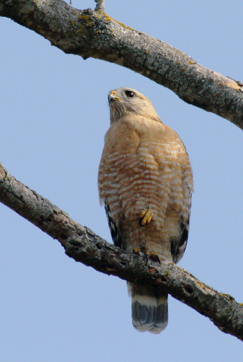 Red-shouldered Hawk