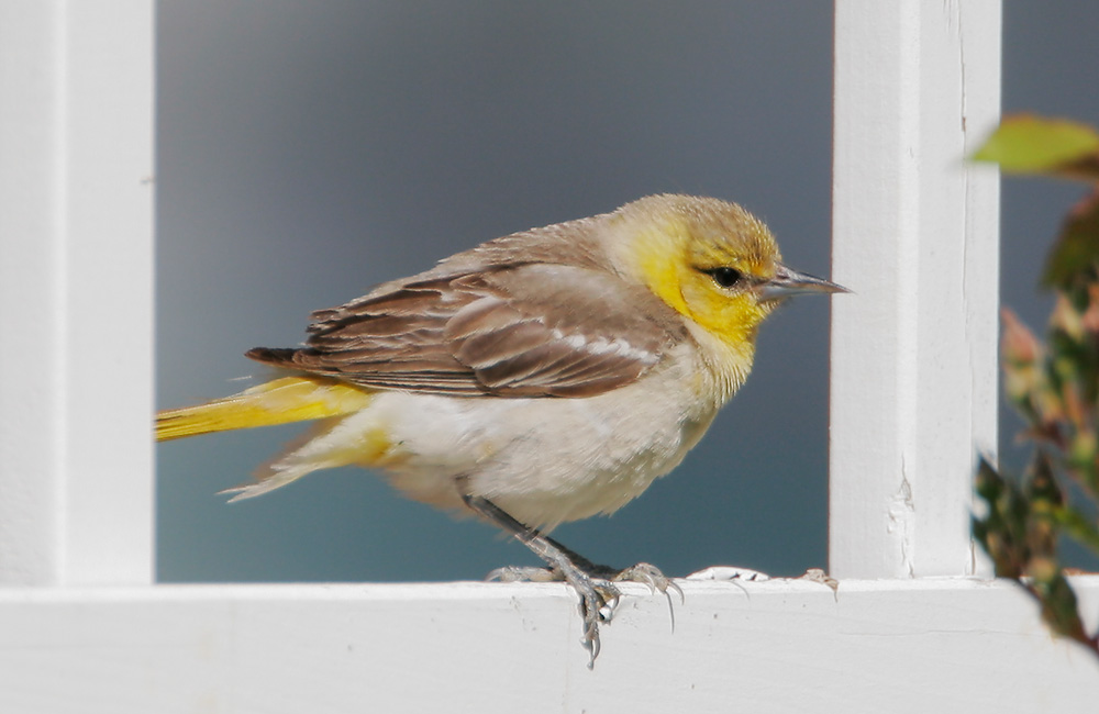 Bullocks Oriole, female