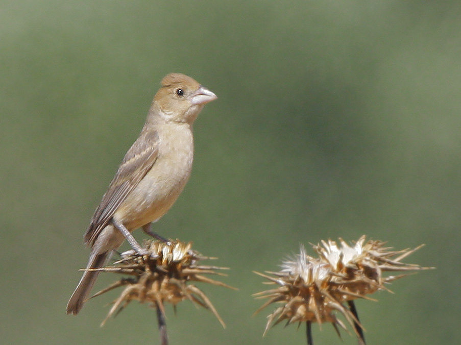 Lazuli Bunting, female or juvenile