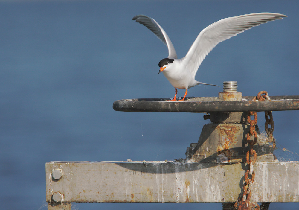 Forsters Tern