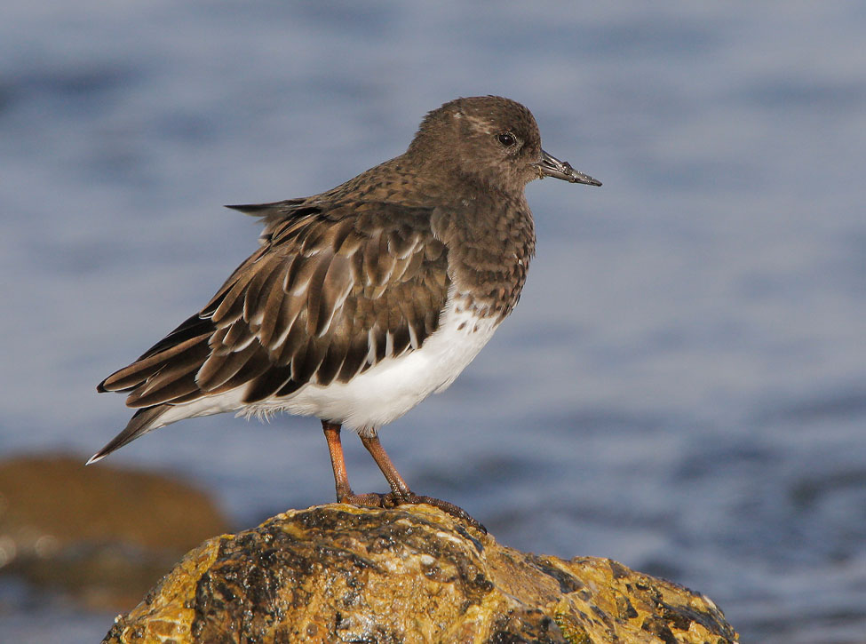 Black Turnstone