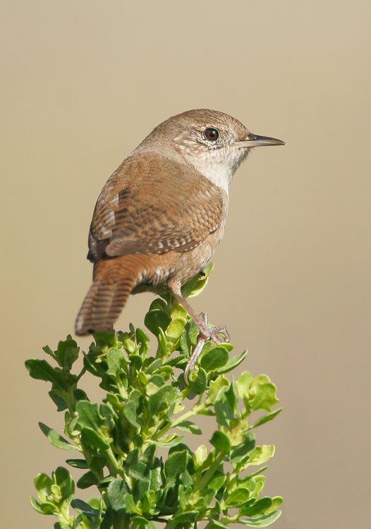 House Wren
