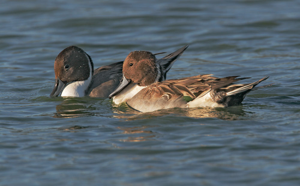 Northern Pintails, males fighting 1