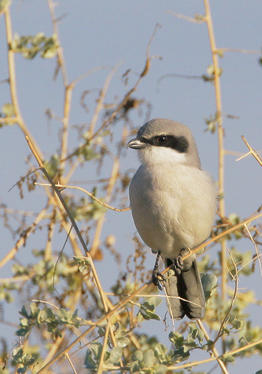 Loggerhead Shrike