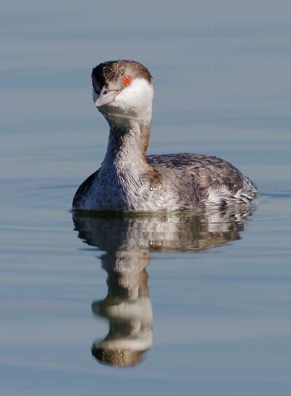 Horned Grebe