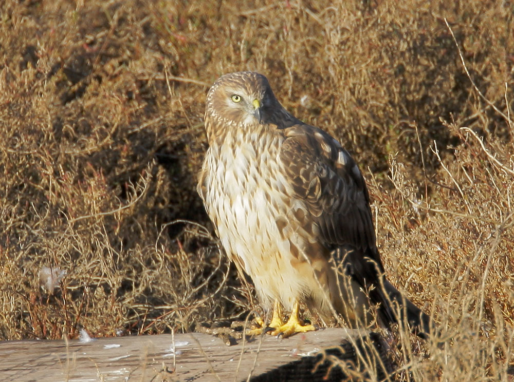 Northern Harrier, female