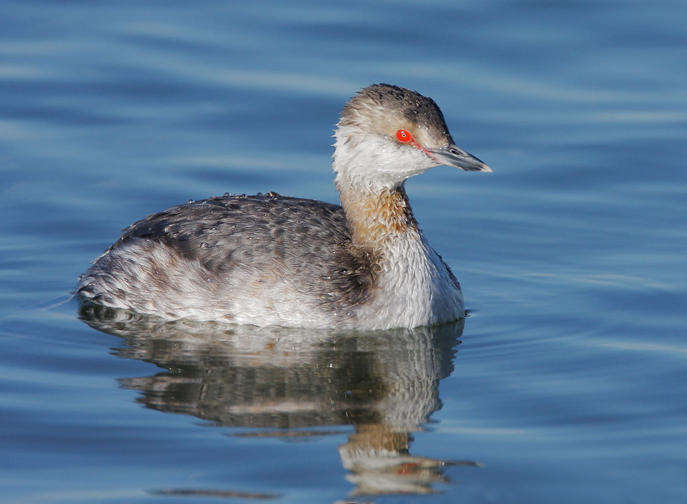 Horned Grebe