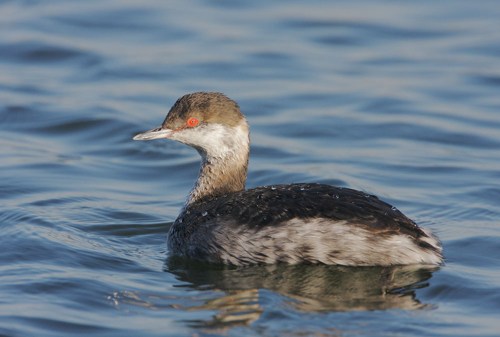 Horned Grebe