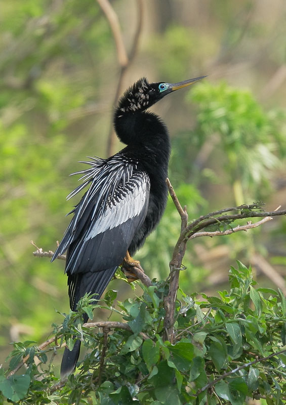 Anhinga, male