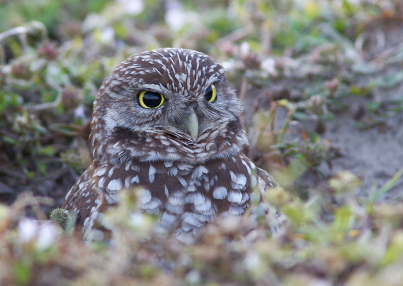 Chevche des terriers / Athene cunicularia / Burrowing Owl