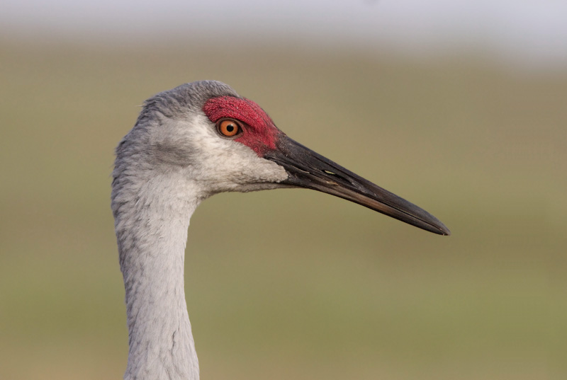 Grue du Canada / Grus canadensis / Sandhill Crane