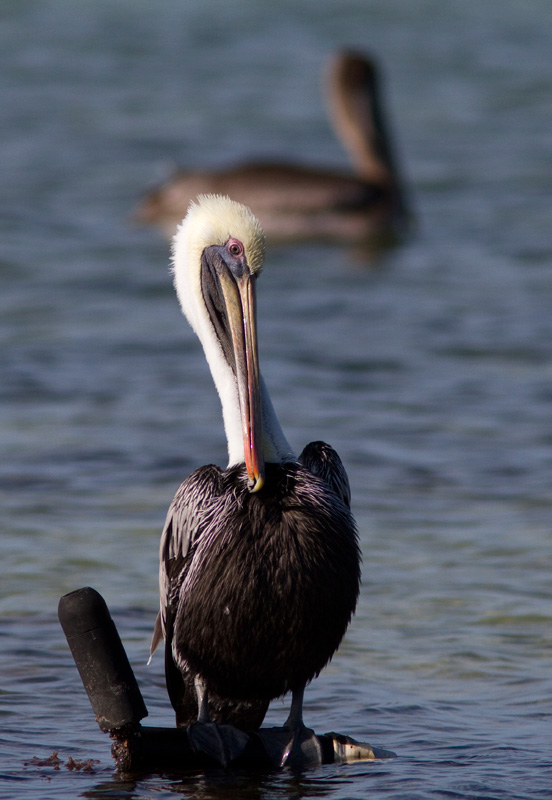 Plican brun / Pelecanus occidentalis / Brown Pelican