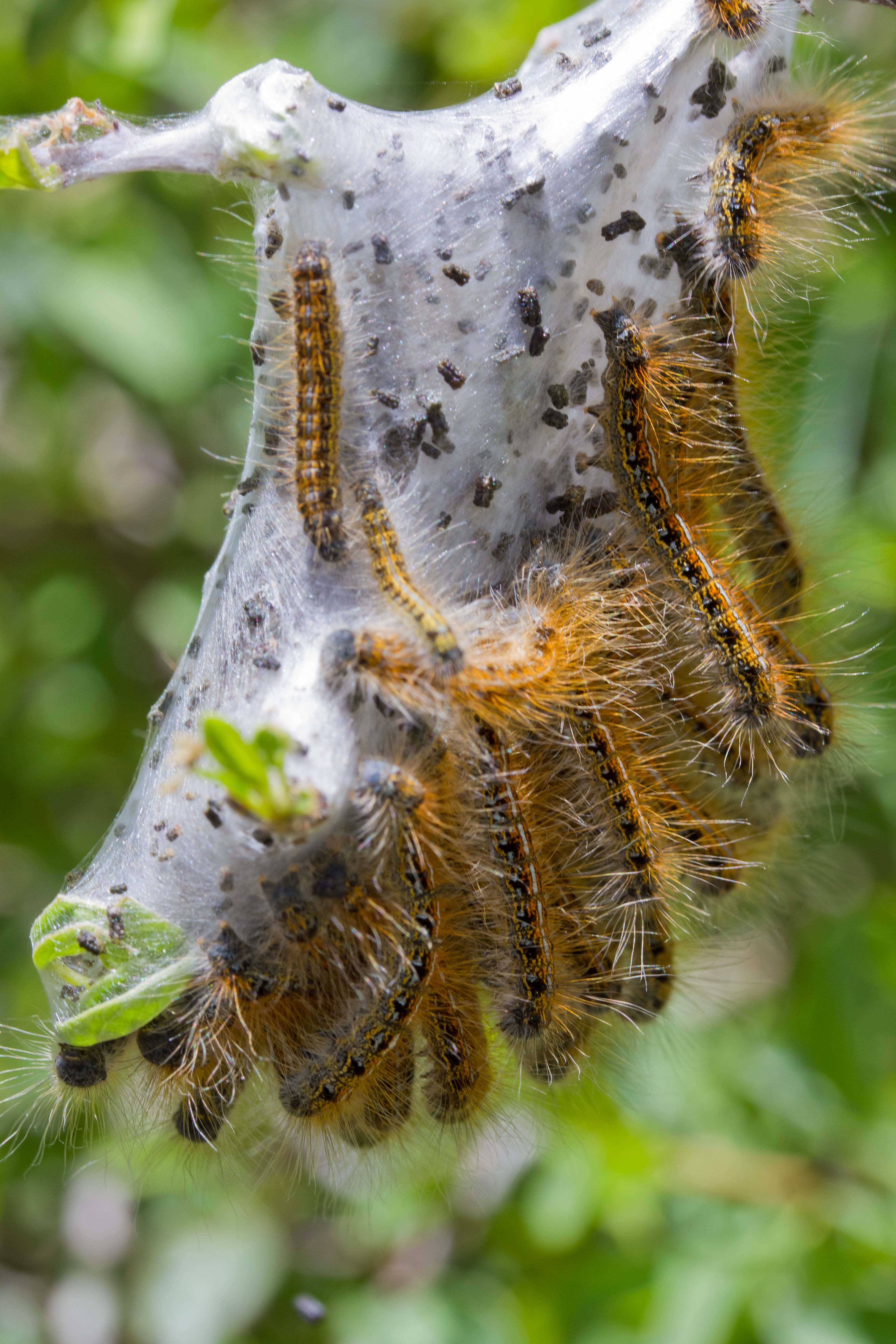 Tent Caterpillar colony