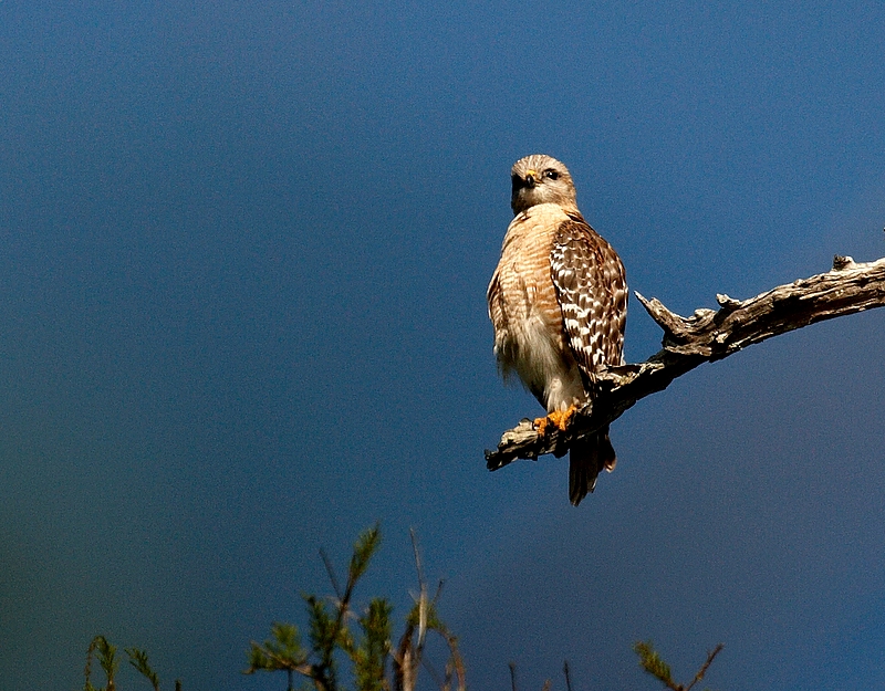 Another Red Shouldered Hawk