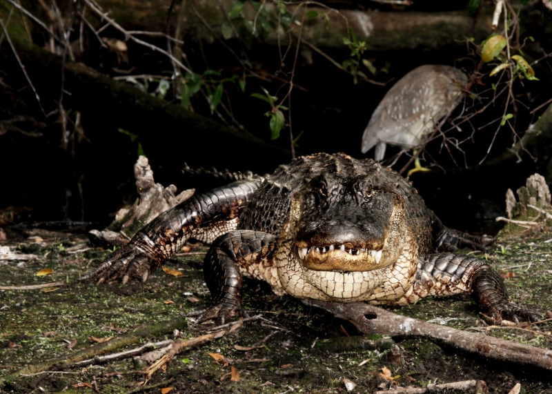 Really Big Alligator