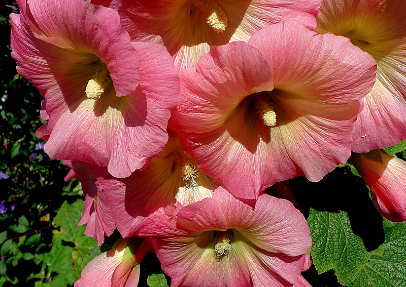 Hollyhocks