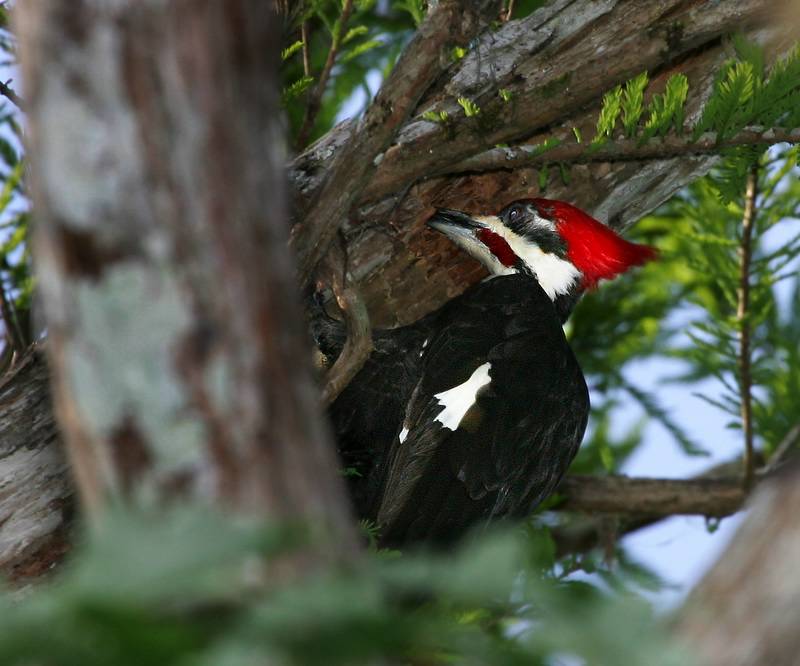 Pileated Woodpecker