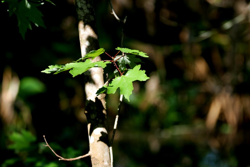 1DMkII_IMG_5038-1.JPG