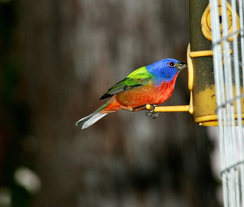 Painted Bunting