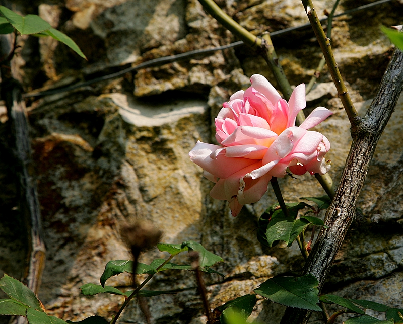 First Rose of 2007