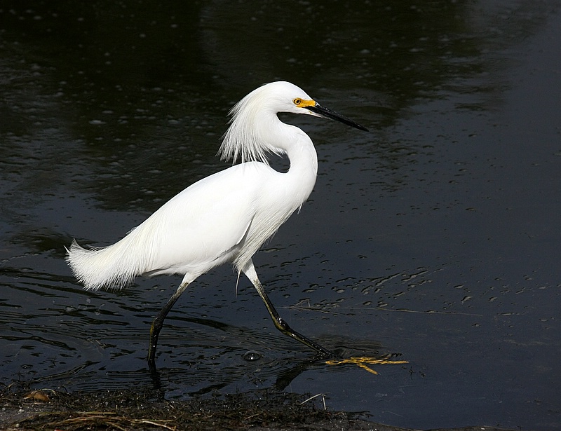 Stride