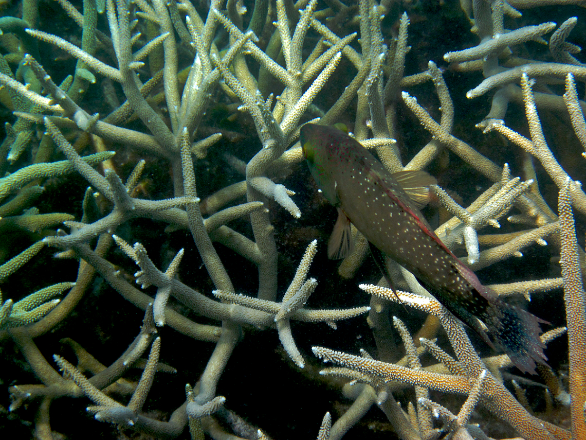 Great Barrier Reef