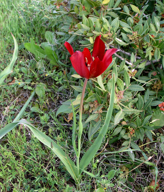 Tulipa Cypria