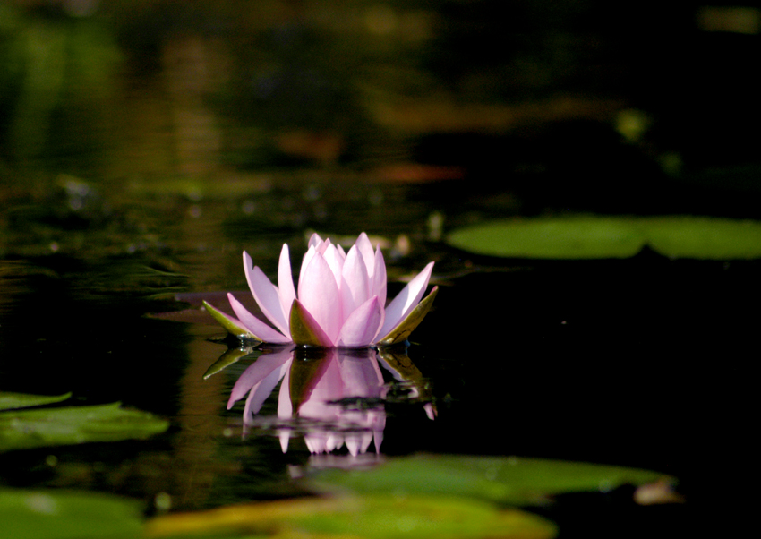 in the pink 153